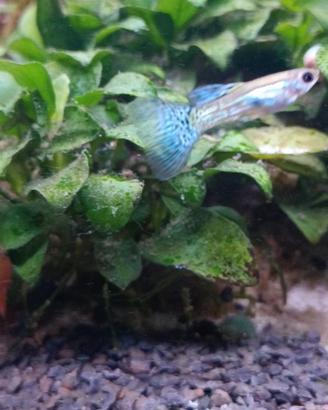 Giovani esemplari di Guppy Blue Grass Glass