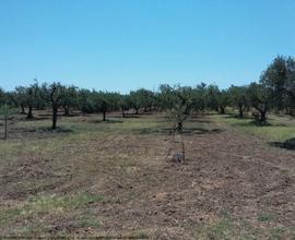 Tribunale di Marsala - RG 259/2013 Terreno in asta