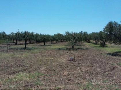 Tribunale di Marsala - RG 259/2013 Terreno in asta