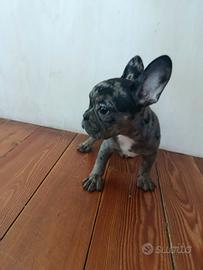 Bulldog francese blue mele femmina