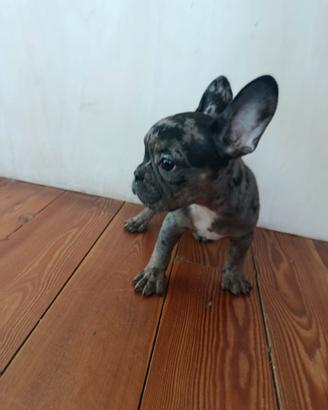 Bulldog francese blue mele femmina