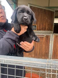 Labrador marroni e neri con pedigree