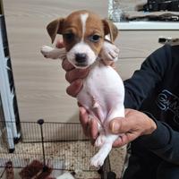 Cuccioli jack russell