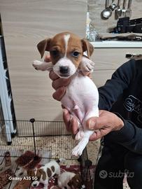 Cuccioli jack russell