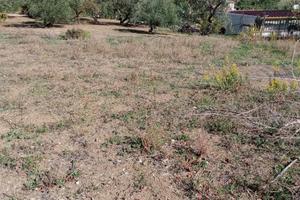 Terreno rustico edificabile con uliveto