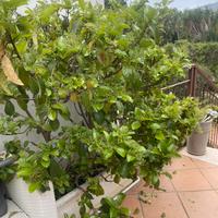 Piante verdi viburno con vaso