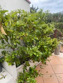 Piante verdi viburno con vaso