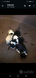 Border collie cuccioli