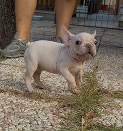Bulldog francese