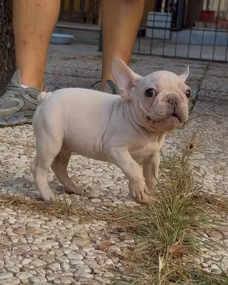Bulldog francese