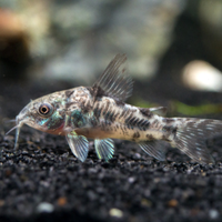 Corydoras paleatus