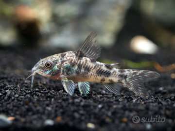 Corydoras paleatus