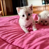 Bengala Snow Lynx femmina