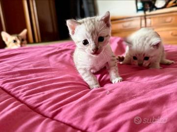 Bengala Snow Lynx femmina