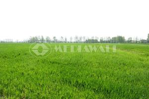 Terreno edificabile a Arba