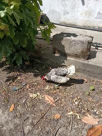 Galline sebright