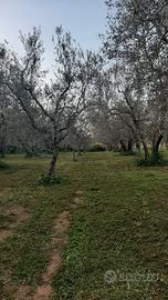 Terreno agricolo uliveto e noccioleto