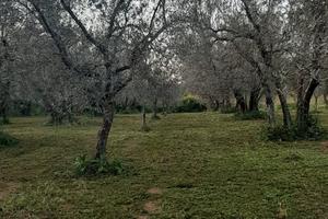 Terreno agricolo uliveto e noccioleto