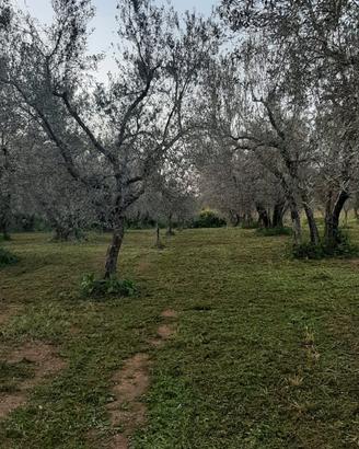 Terreno agricolo uliveto e noccioleto