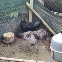 Disponibili galli marans australorp nero e blu