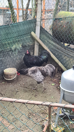 Galli australorp nero e blu