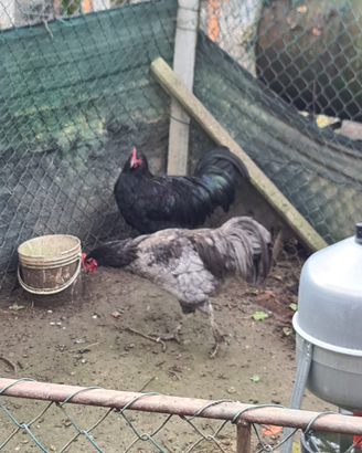 Disponibili galli marans australorp nero e blu