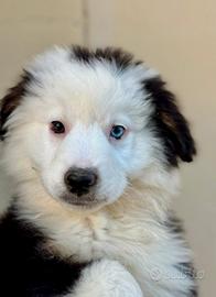 MAS o comunemente mini Aussie