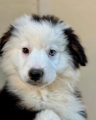 MAS o comunemente mini Aussie
