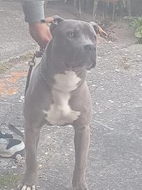 Cucciolo pitbull