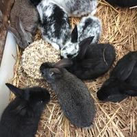 Coniglietti (1 mese)