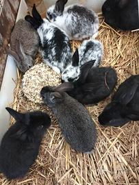 Coniglietti (1 mese)