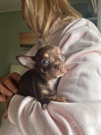 Chihuahua mini