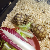 Tartaruga Geochelone Centrochelys asulcata baby