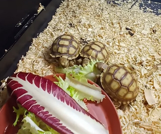 Tartaruga Geochelone Centrochelys asulcata baby