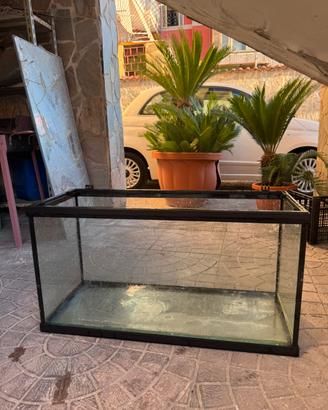 Acquario
