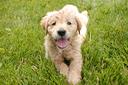 disponibilita-golden-retriver