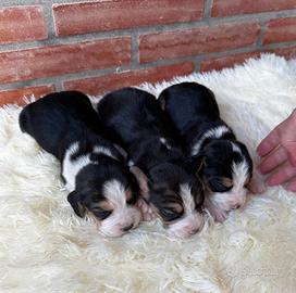 Cucciolata beagle tricolore