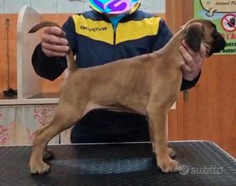 Boxer con pedigree