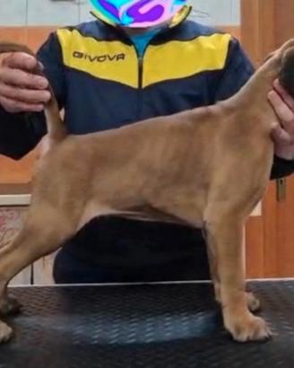 Boxer con pedigree
