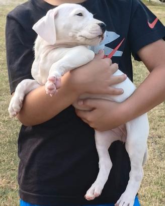 Cuccioli Dogo Argentino