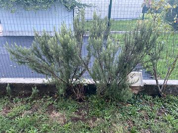 Piante di rosmarino