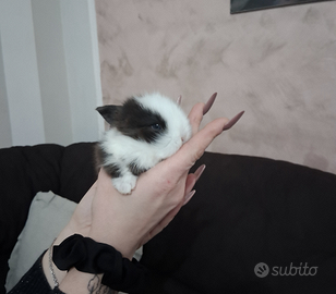 Cuccioli conigli nani