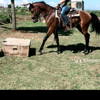 Cavallo Arabo Andaluso