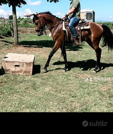 Cavallo Arabo Andaluso