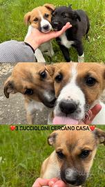 Cuccioli taglia media