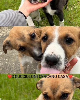 Cuccioli taglia media