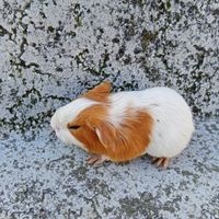 Cucciolo di cavia o porcellino d'india
