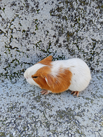 Cucciolo di cavia o porcellino d'india