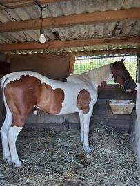 cavallo e attrezzatura 