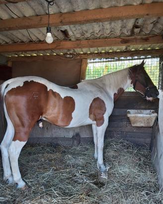 cavallo e attrezzatura